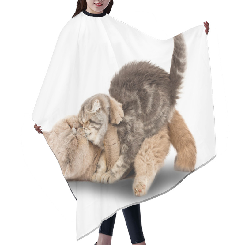 Personality  Cats Kissing Hair Cutting Cape