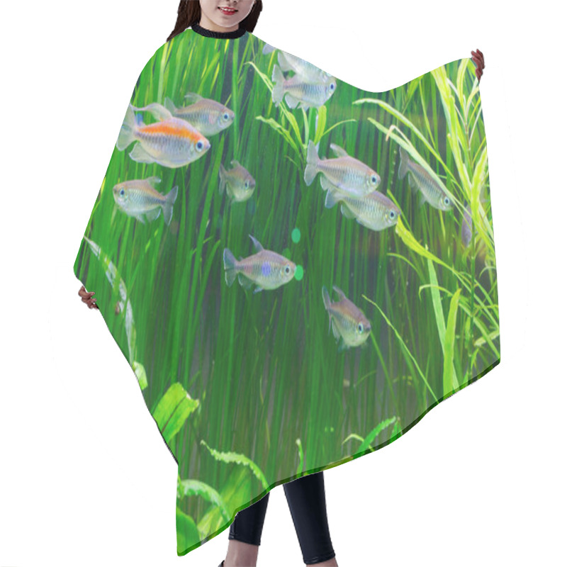 Personality  Fish-Common Congo Tetra Hair Cutting Cape