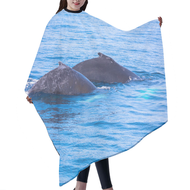 Personality  Whales, Cape Cod Hair Cutting Cape