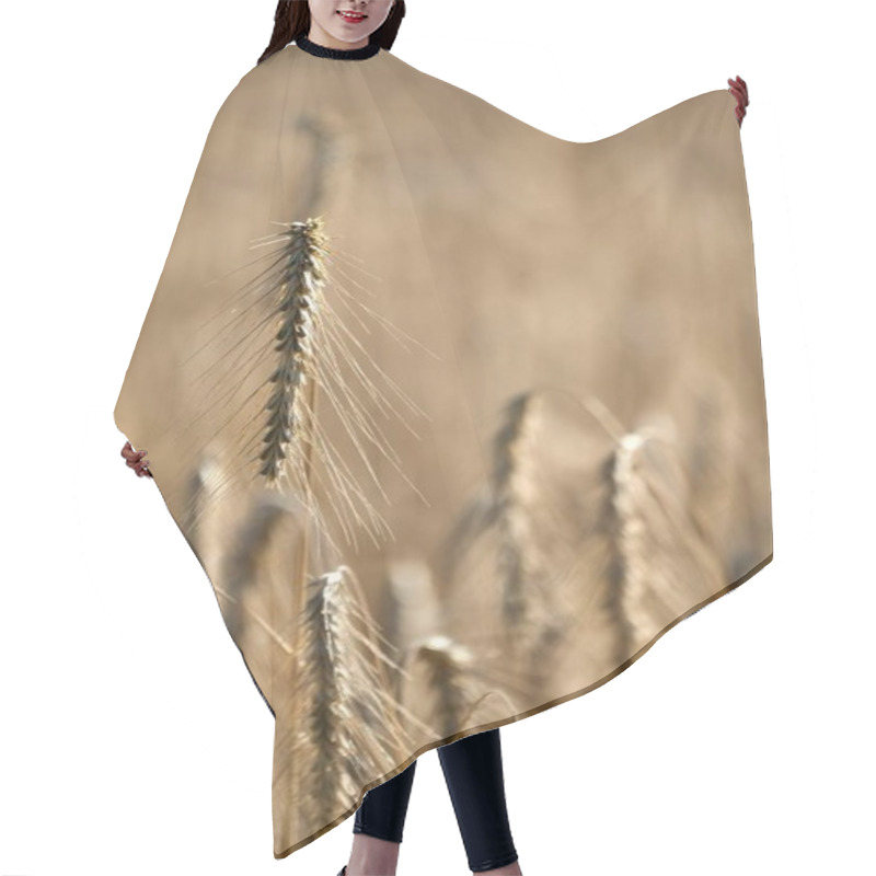 Personality  Golden Wheat Stalks Swaying Gently In The Breeze During Sunset. Hair Cutting Cape