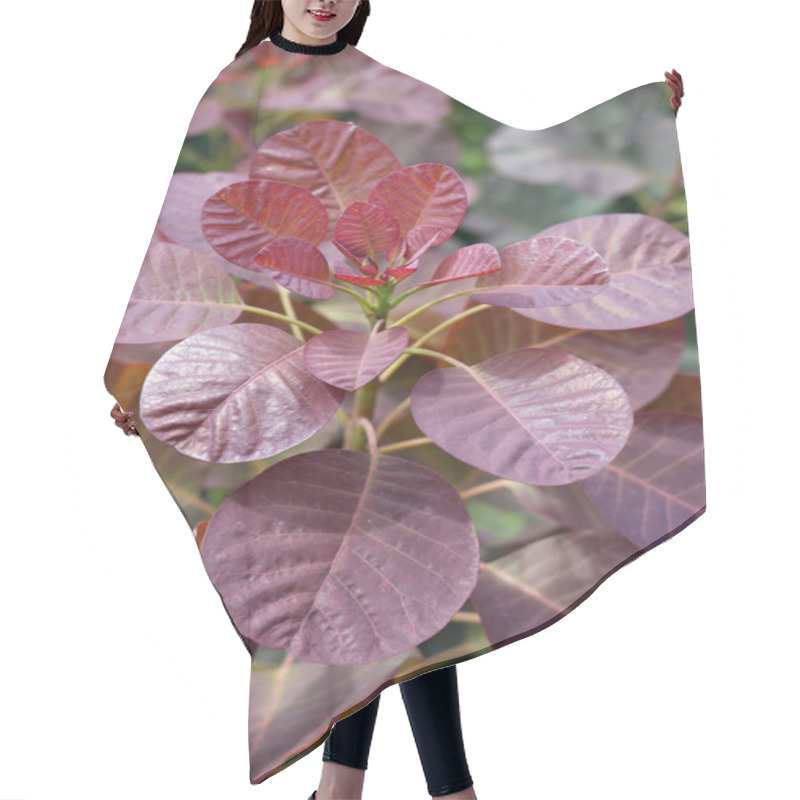 Personality  Young Red Leaves Of The Smoke Tree (Cotinus Coggygria) Freshly Emerged And Growing With A Background Of Blurred Leaves Of The Same Plant. Hair Cutting Cape