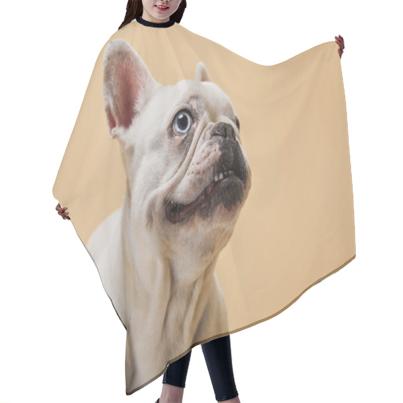 Personality  White French Bulldog Head Up On Beige Background Hair Cutting Cape