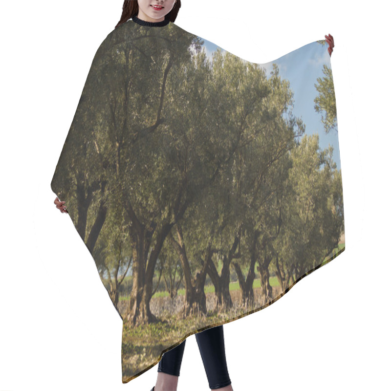 Personality  Olive Trees Hair Cutting Cape