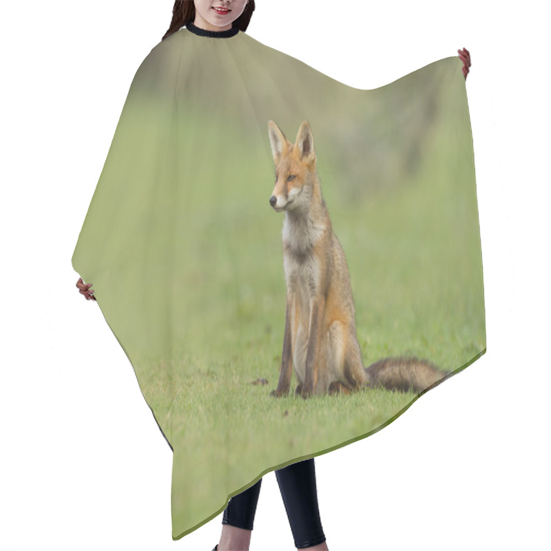 Personality  Red Fox In Nature Hair Cutting Cape