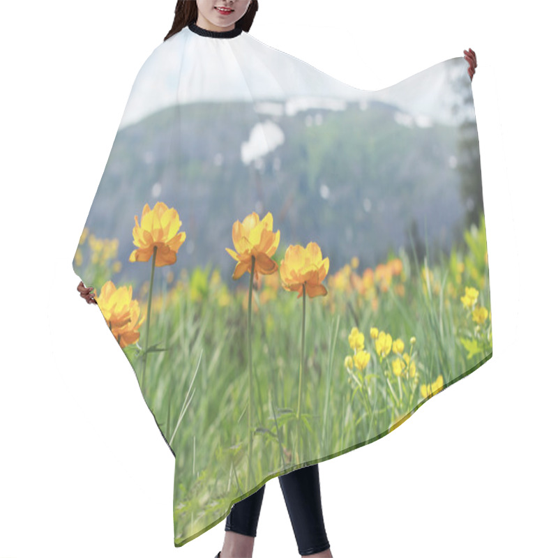 Personality  Blossoming Flowers Field Into The Mountains. Snow On The Hills And Blossoming Flowers. Beautiful Mountain Landscape. Hair Cutting Cape