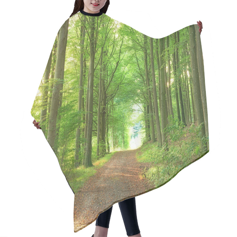 Personality  A Lush Green Endless Forest In The Woodlands On A Summer Day. Outdoor Trail In Nature With An Opening With A Bright Light. Beautiful Landscape With Shining Sunlight At The Beginning Of The Path. Hair Cutting Cape