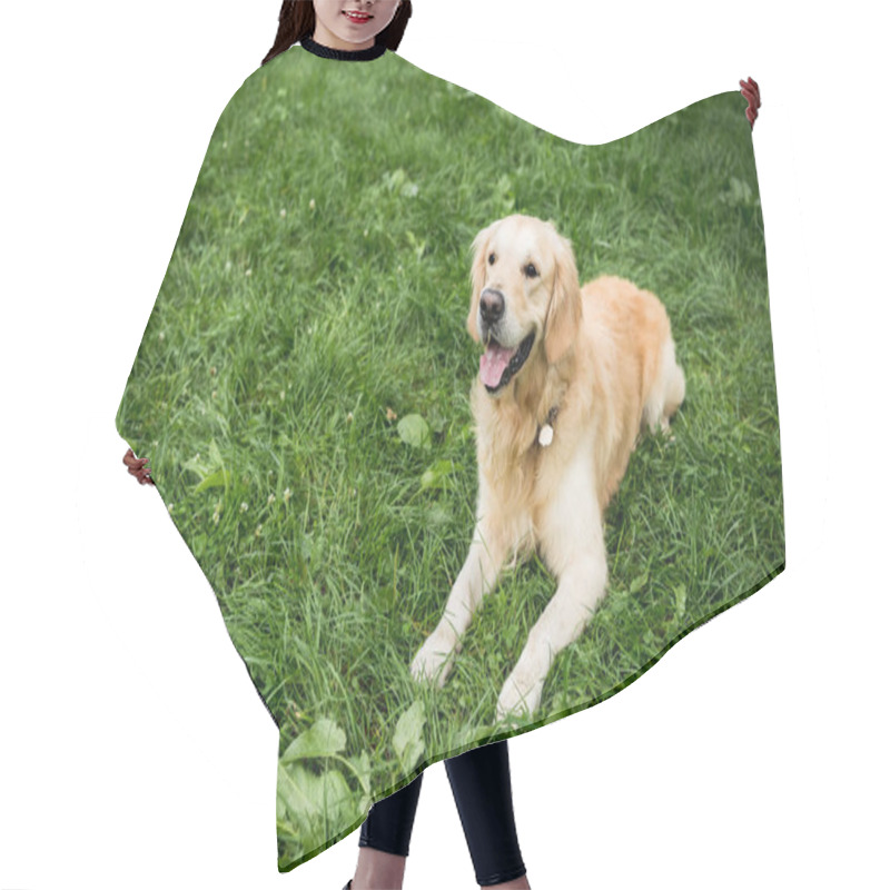 Personality  Funny Golden Retriever Dog Resting On Green Lawn Hair Cutting Cape