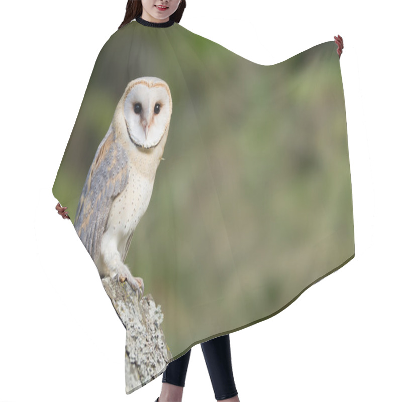 Personality  Barn Owl Sitting On The Rock Hair Cutting Cape