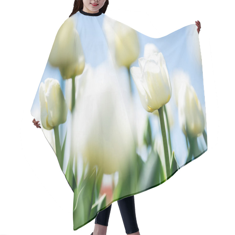 Personality  Close Up View Of Beautiful White Tulips With Green Leaves Against Blue Sky Hair Cutting Cape