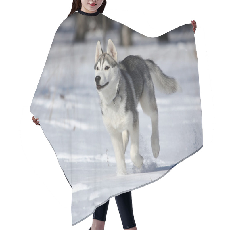 Personality  Siberian Husky Hair Cutting Cape