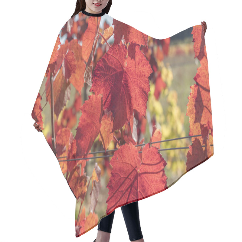 Personality  Bright Red Autumnal Vine Leaf Glowing In The Autumn Sunshine Hair Cutting Cape