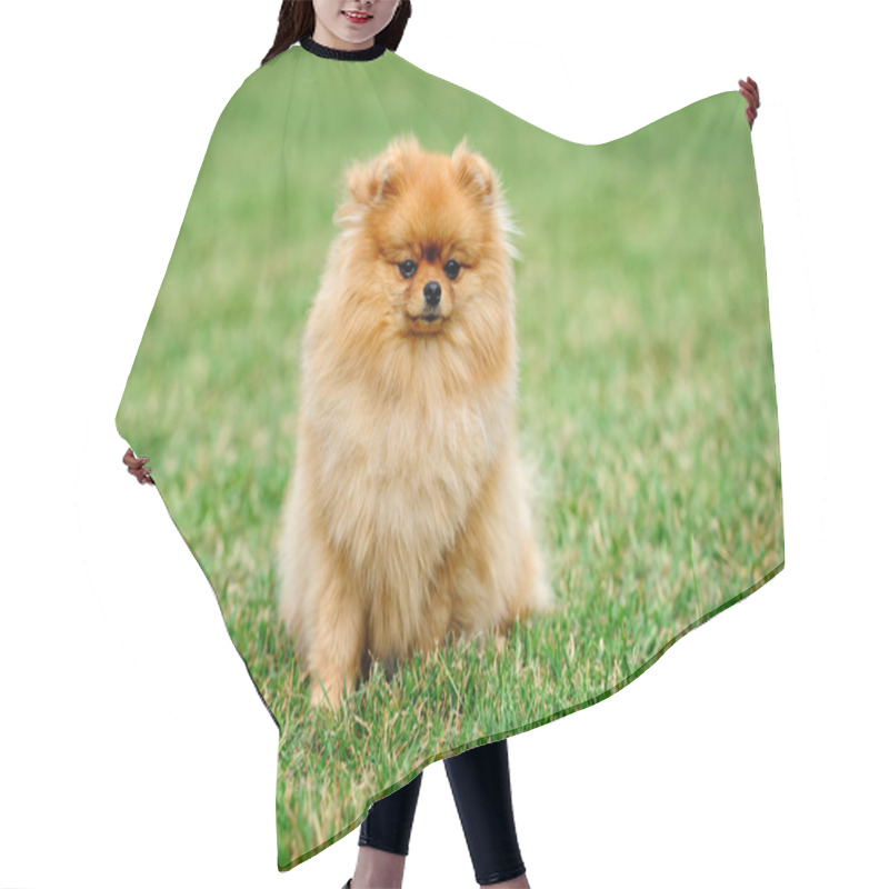 Personality  Brown Pomeranian Dog Hair Cutting Cape