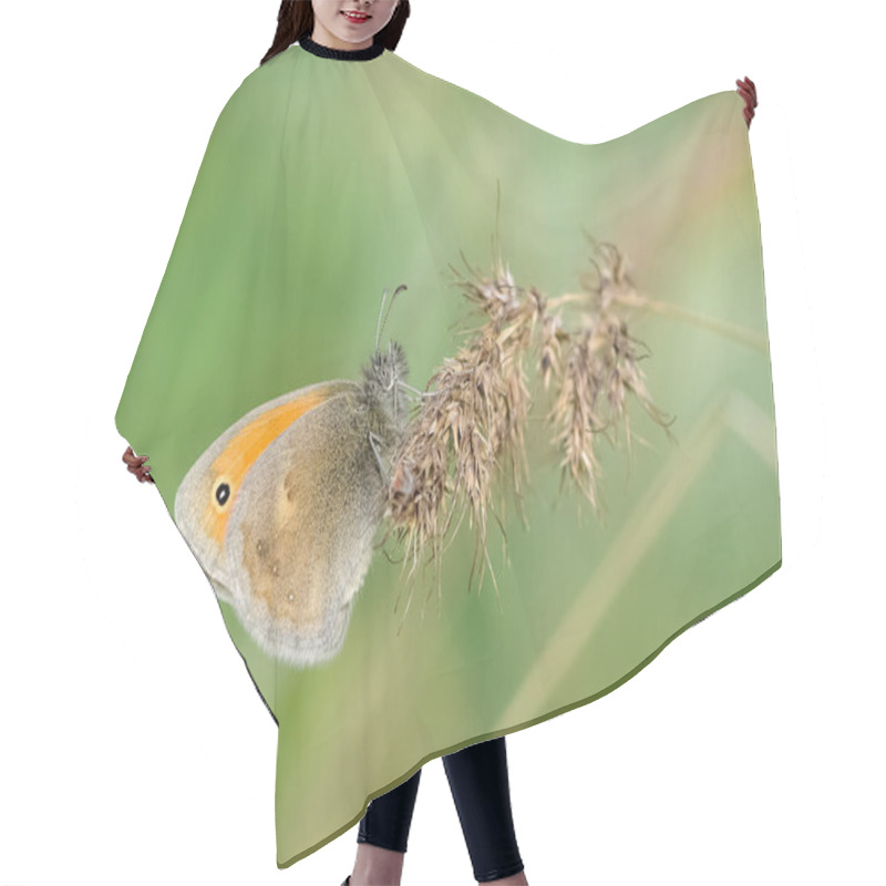 Personality  Photos Of Butterflies Feeding On Flowers Hair Cutting Cape