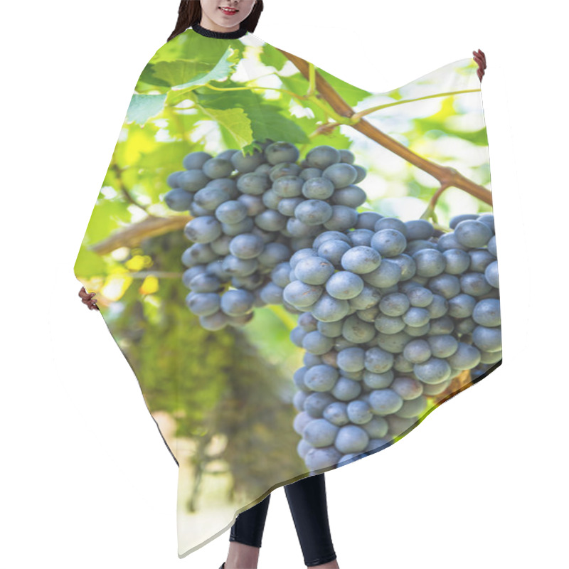 Personality  Red Grapes With Green Leaves On The Vine. Vine Grape Fruit Plant Hair Cutting Cape