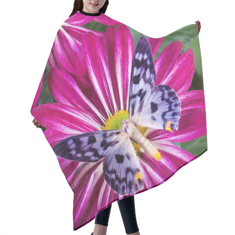 Personality  Dysphania Transducta Butterfly Hair Cutting Cape