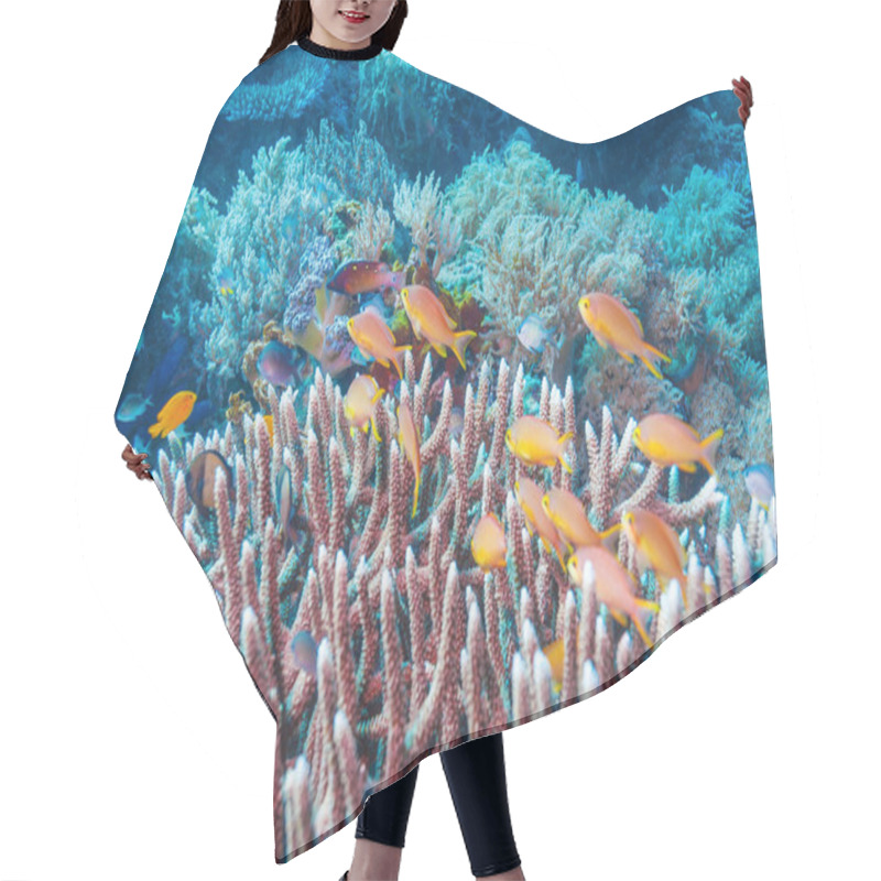 Personality  Underwater Landscape With Hundreds Of Fishes  Hair Cutting Cape