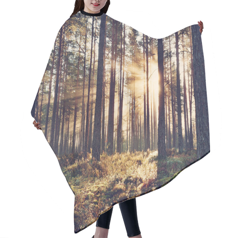 Personality  Coniferous Forest With Morning Sun Shining Hair Cutting Cape