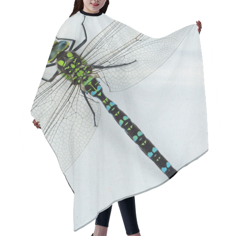 Personality  Quietly Posing A Dragonfly Hair Cutting Cape