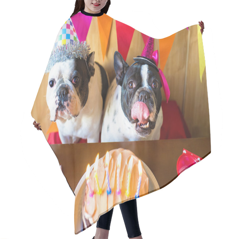 Personality  Couple Of Dogs On Birthday Party Hair Cutting Cape