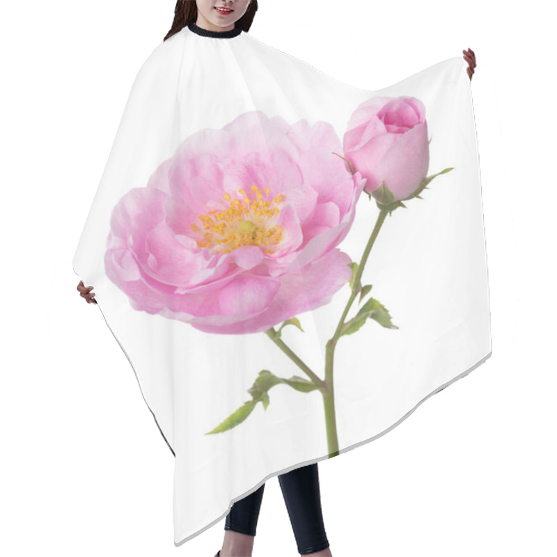 Personality  Light Pink Rose Isolated On White. Tea Rose Hair Cutting Cape