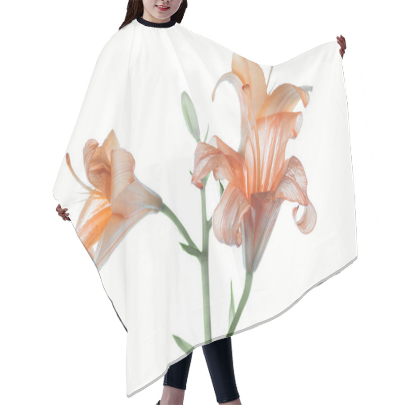 Personality  Beautiful Tender Orange Lily Flowers Isolated On White   Hair Cutting Cape