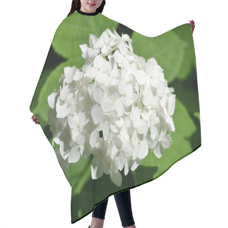 Personality  Blossom Of White Hydrangea (Hortensia) In A Garden Hair Cutting Cape