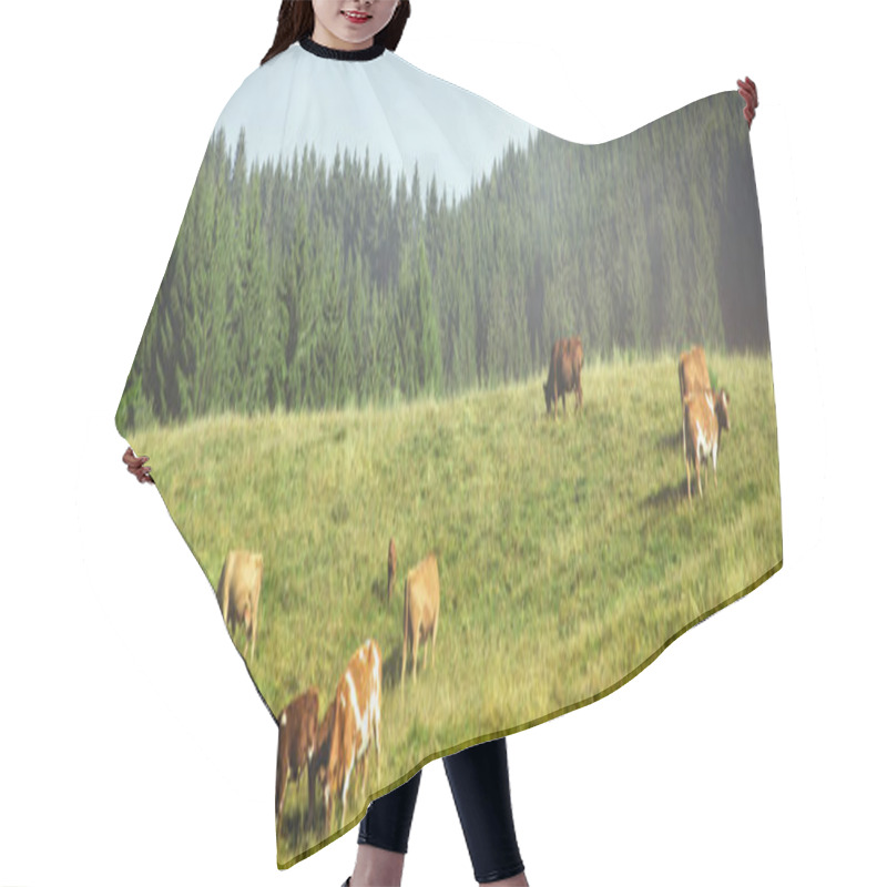 Personality  Cow Herd Grazing On A Green Pasture, Firs In The Background, Black Forest, Panorama Hair Cutting Cape