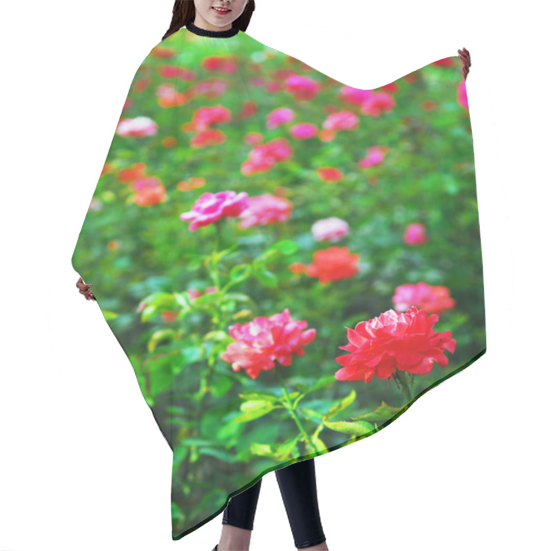 Personality  Background Of Blooming Field Of Various Roses Hair Cutting Cape