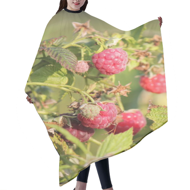 Personality  Raspberries Hair Cutting Cape