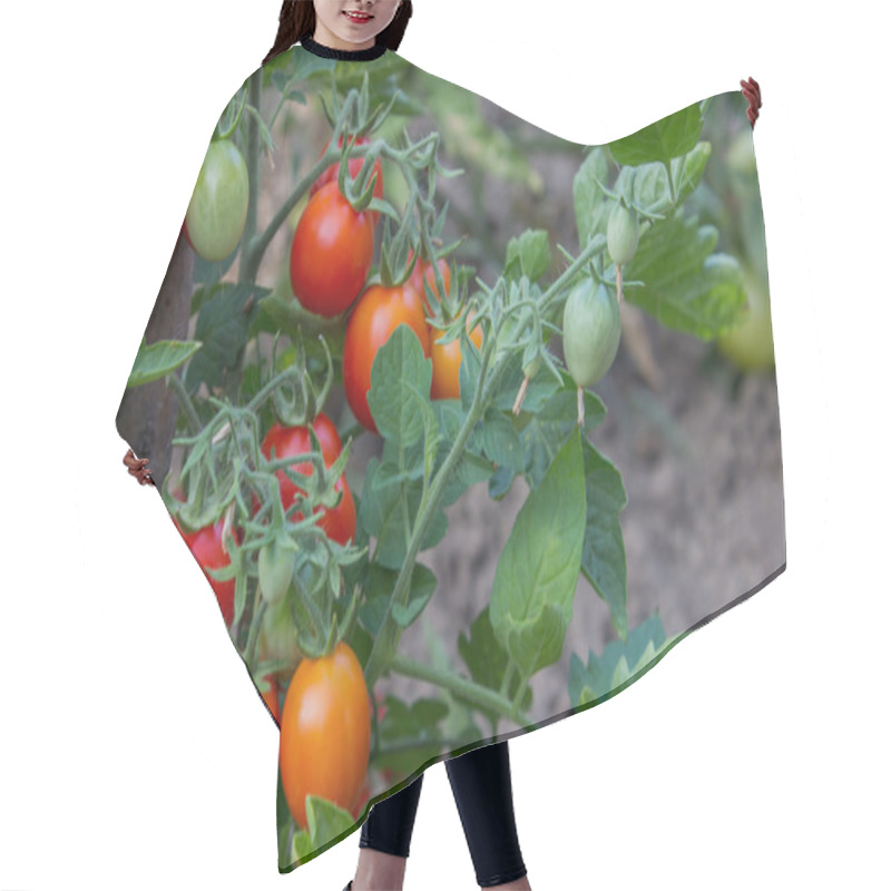 Personality  Growing Tomatoes 2 Hair Cutting Cape