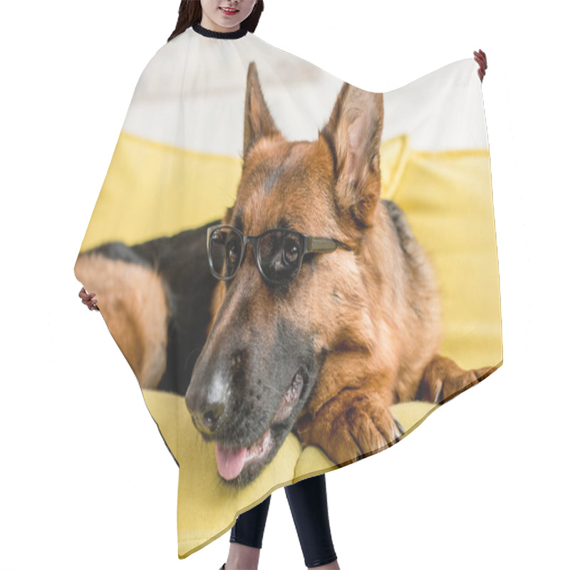 Personality  Selective Focus Of Cute German Shepherd In Glasses Lying On Bright Yellow Couch In Apartment  Hair Cutting Cape