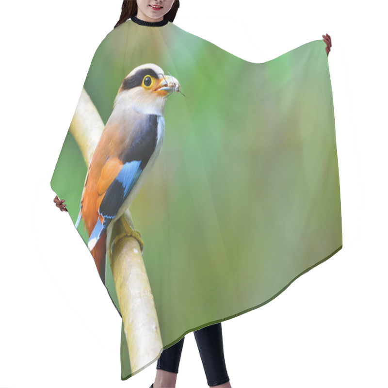 Personality  Silver-breasted Broadbill Bird Hair Cutting Cape