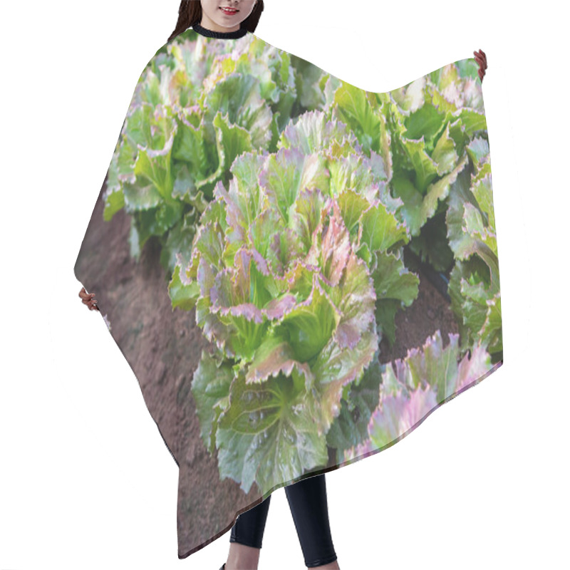 Personality  Farmers Field With Growing In Rows Green Organic Lettuce Leaf Vegetables Close Up Hair Cutting Cape