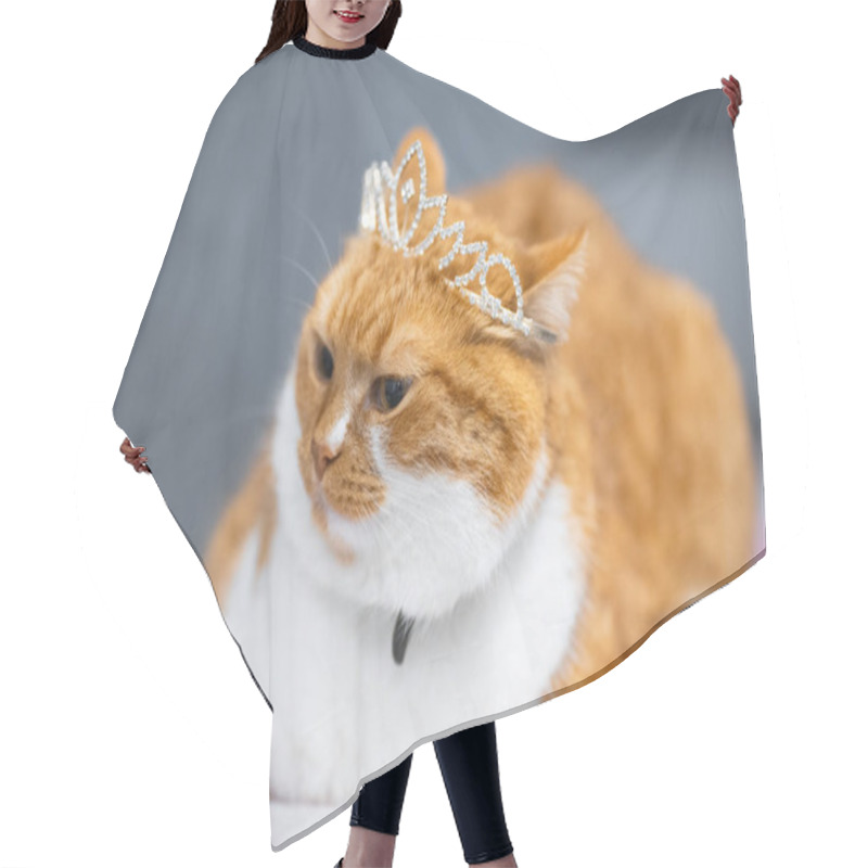 Personality  Portrait Of Red White Home Norwegian Cat With Princess Crown On Head. Hair Cutting Cape