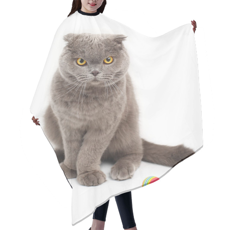 Personality  Portrait Of A Gray Angry Cat On A White Background. Hair Cutting Cape