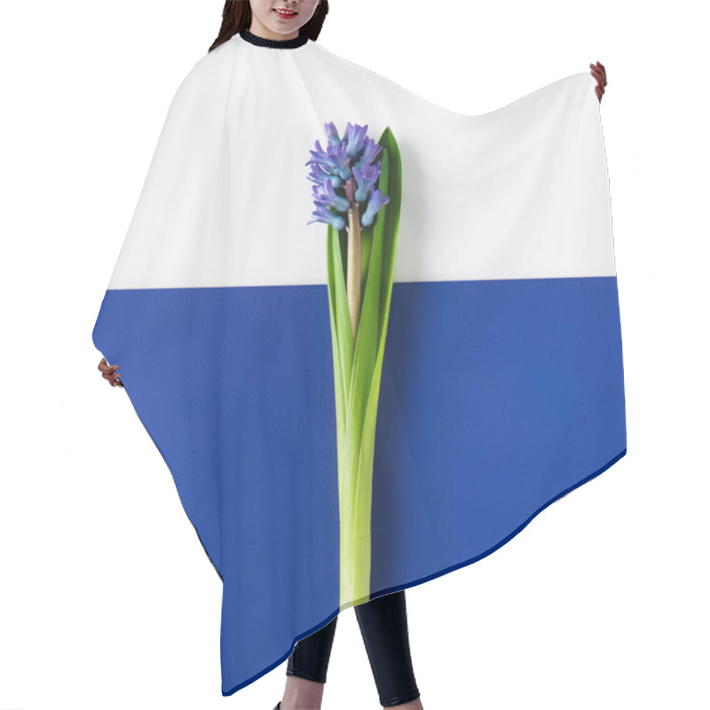 Personality  Top View Of Beautiful Hyacinth Flowers On Halved Blue And White Surface Hair Cutting Cape