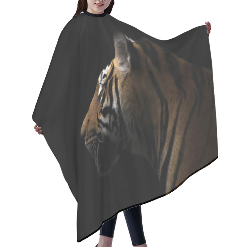 Personality  Bengal Tiger In The Dark Hair Cutting Cape