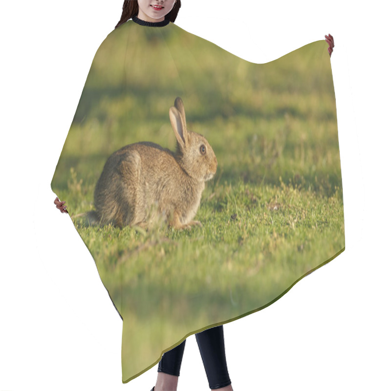 Personality   Young Juvenile Rabbit Hair Cutting Cape