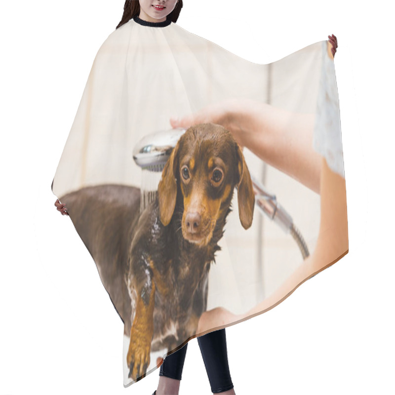 Personality  Woman Showering Her Dog Hair Cutting Cape