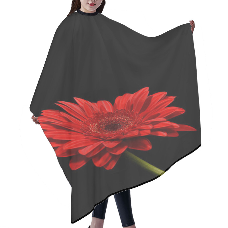 Personality  Vibrant Red Gerbera Daisy Blooming Against A Black Background. Hair Cutting Cape