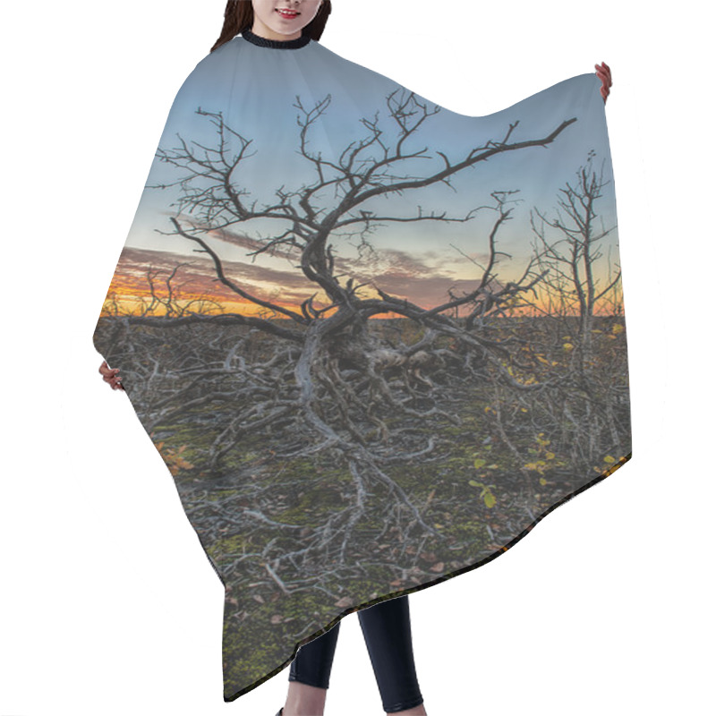 Personality  Lonley Dead Tree In The Sunset Hair Cutting Cape