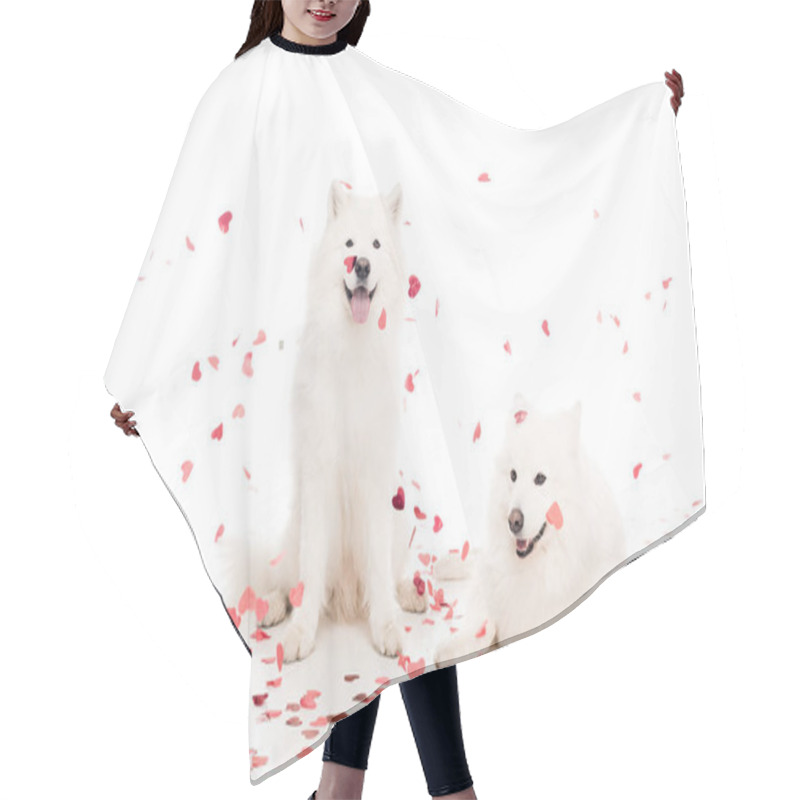 Personality  Two Samoyed Dogs Under Falling Heart Shaped Confetti On White, Valentines Day Concept Hair Cutting Cape