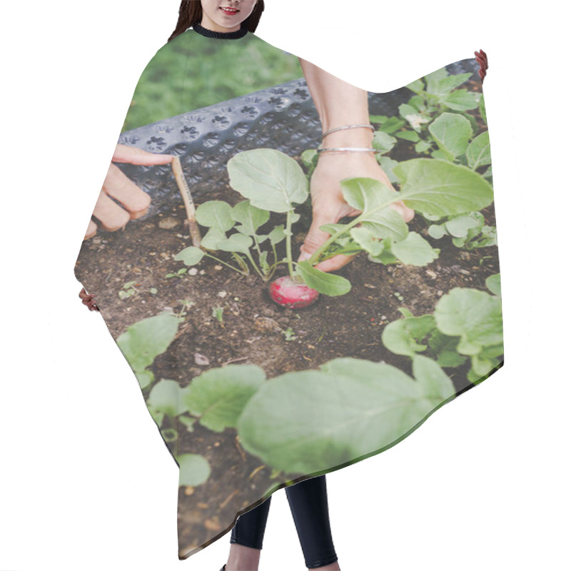 Personality  Cropped Shot Of Woman Harvesting Radish From Raised Bed In Garden Hair Cutting Cape