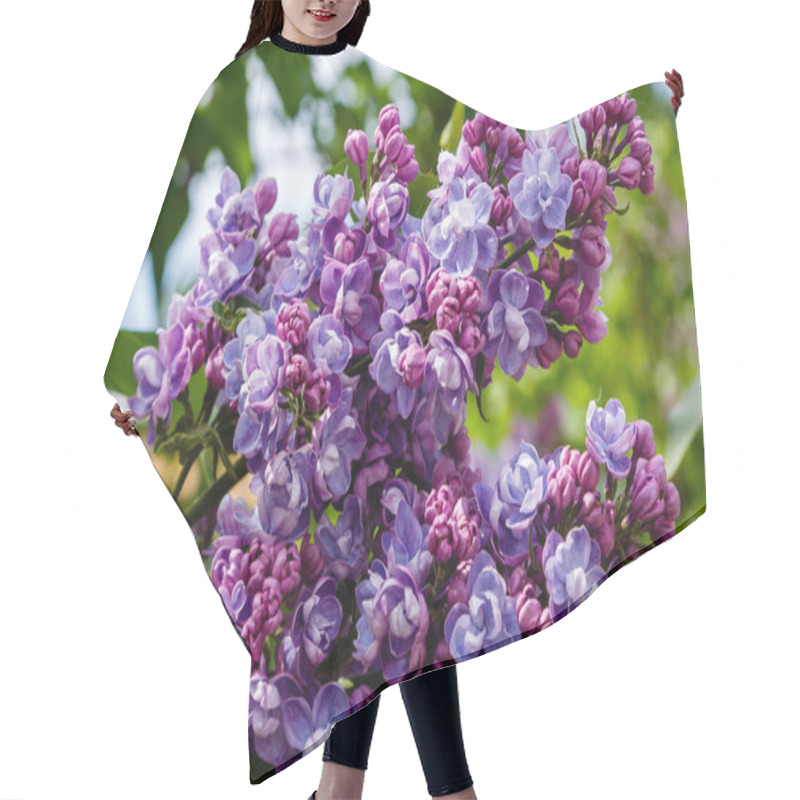 Personality  Lilac Branches On The Background Of The Park Or Garden. Spring Branches Of Blossoming Lilac Hair Cutting Cape