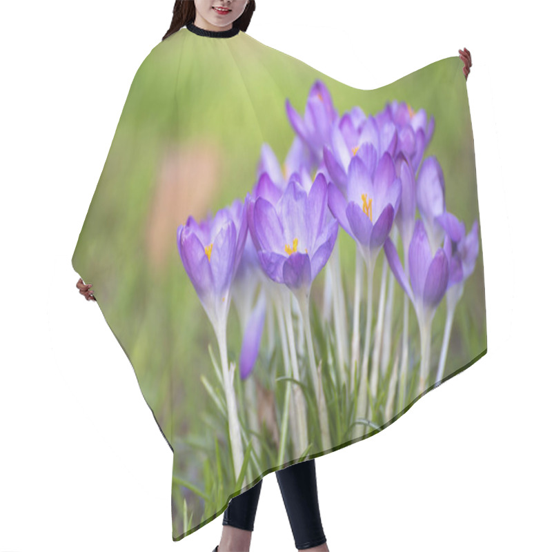 Personality  First Spring Flowers, Blossom Of Purple Crocusses In Forest Hair Cutting Cape