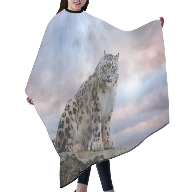 Personality  Snow Leopard With Long Taill, Sitting In Nature Stone Rocky Mountain Habitat, Spiti Valley, Himalayas In India. Snow Leopard Panthera Uncia In The Rock Habitat, Wildlife Nature. Close-up Wide Angle.  Hair Cutting Cape