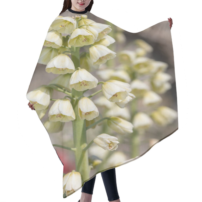 Personality  Close Up Of A Persian Lily (fritillarai Persica) Plant In Bloom Hair Cutting Cape