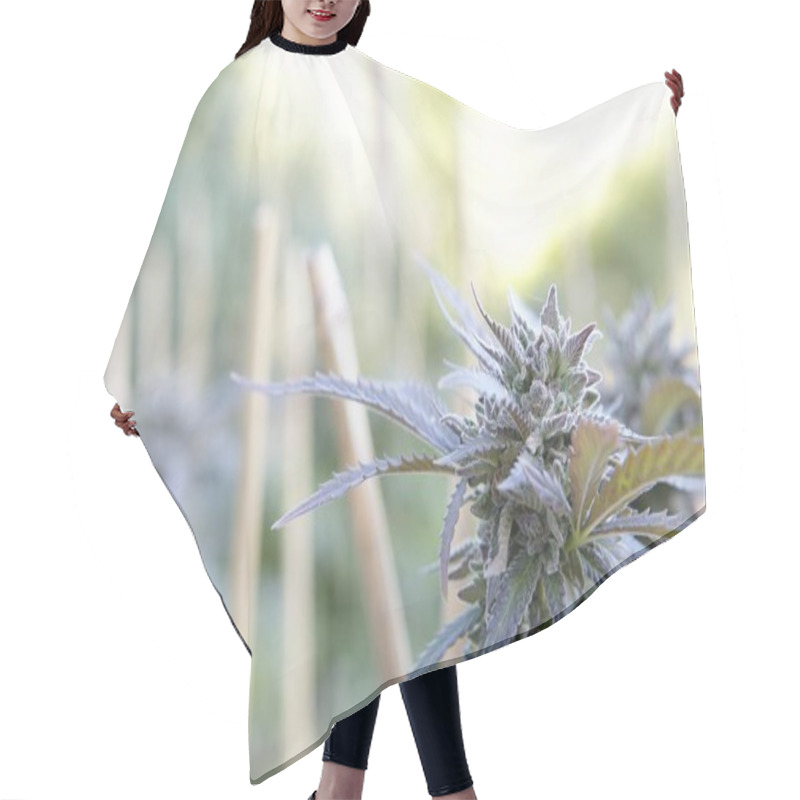 Personality  Closeup Shot Of A Marijuana Plant On Blurred Background Hair Cutting Cape