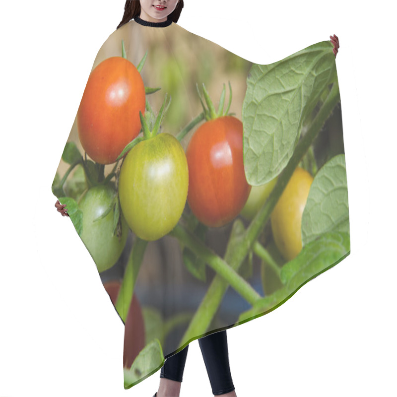 Personality  Growing Tomatoes Hair Cutting Cape