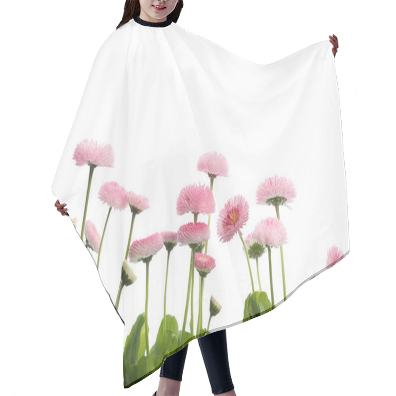 Personality  Beautiful Blooming Daisies Against White Background. Spring Flowers Hair Cutting Cape